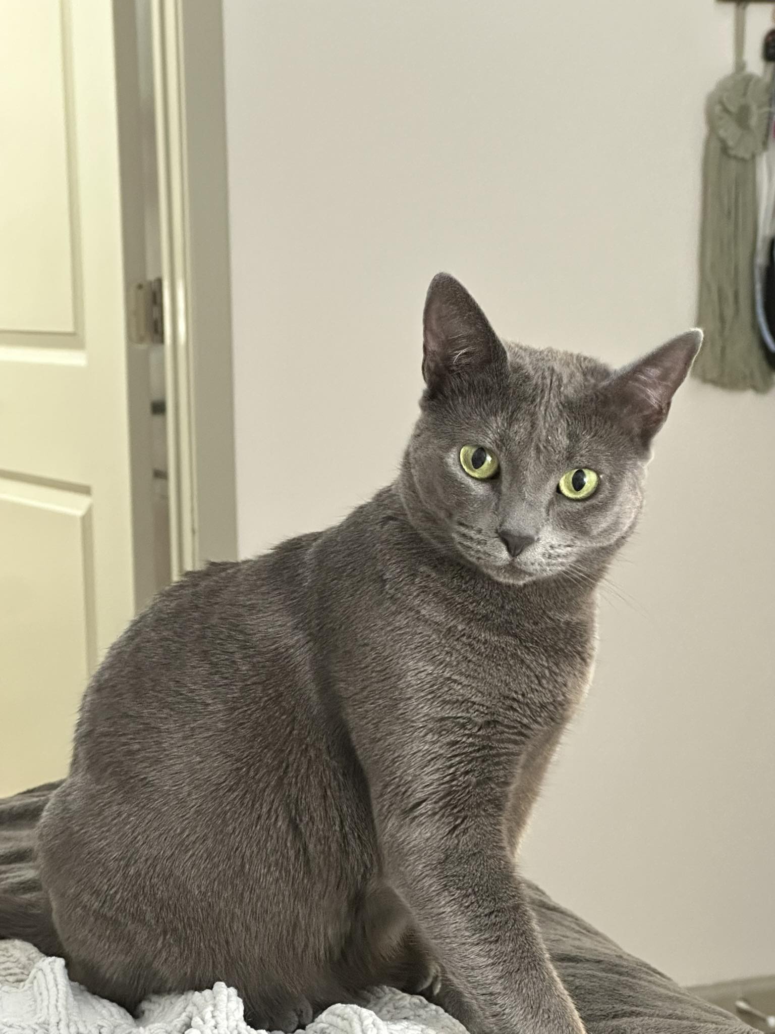 Lost grey Russian Blue cat in Triangle, NC area