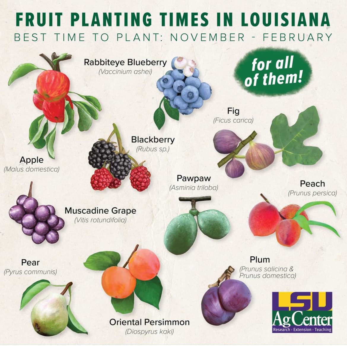 November through February is the time to plant many fruit trees
