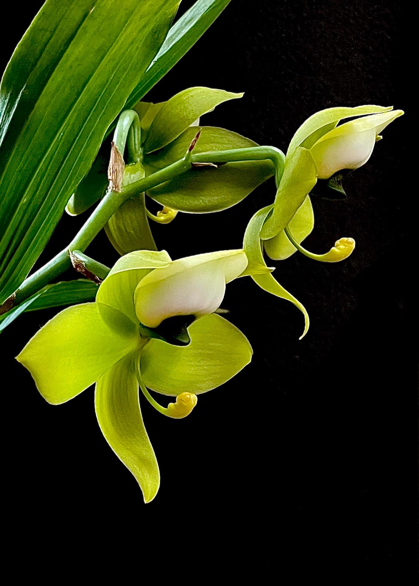 Cycnoches Mass Confusion 'M' orchid hybrid