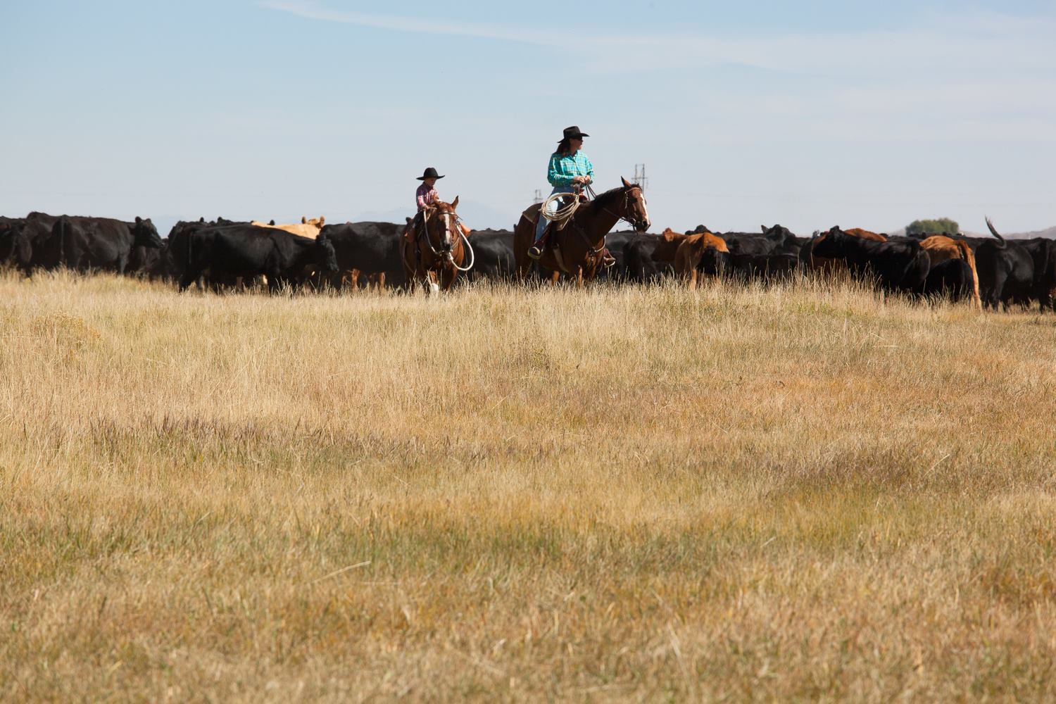 The Farm Stories - Horses are a passion of mine, says Bobbie Herman ...