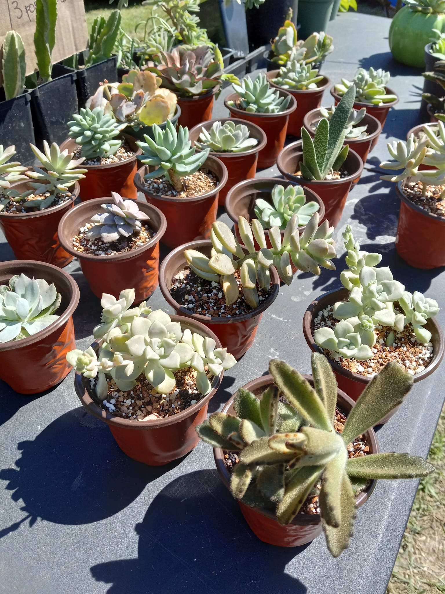 Plants R Us | Pinellas Park FL