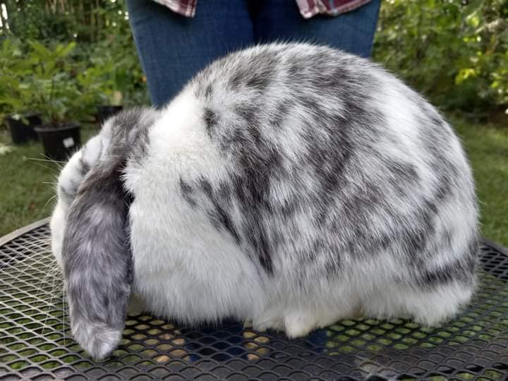 Kaitlyn's Bunny Hutch