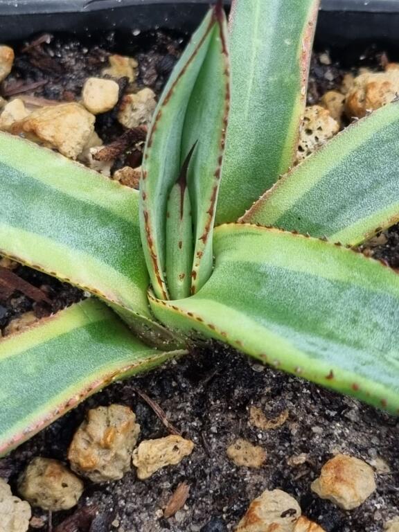 Agave  'Shark Bite' 318 Agave Nigra 
