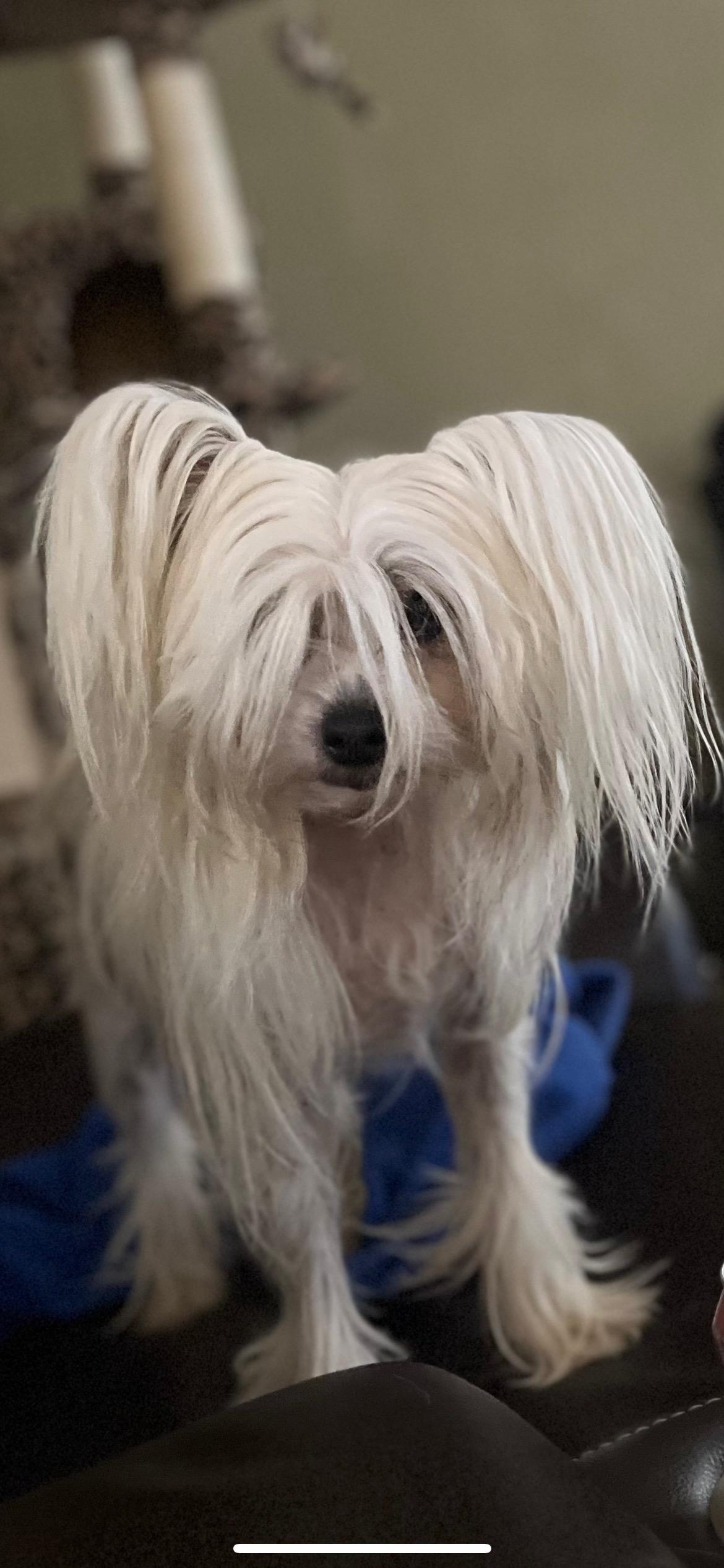 Glinda Kennel # 29 - female Notes: very friendly loves belly rubs ...