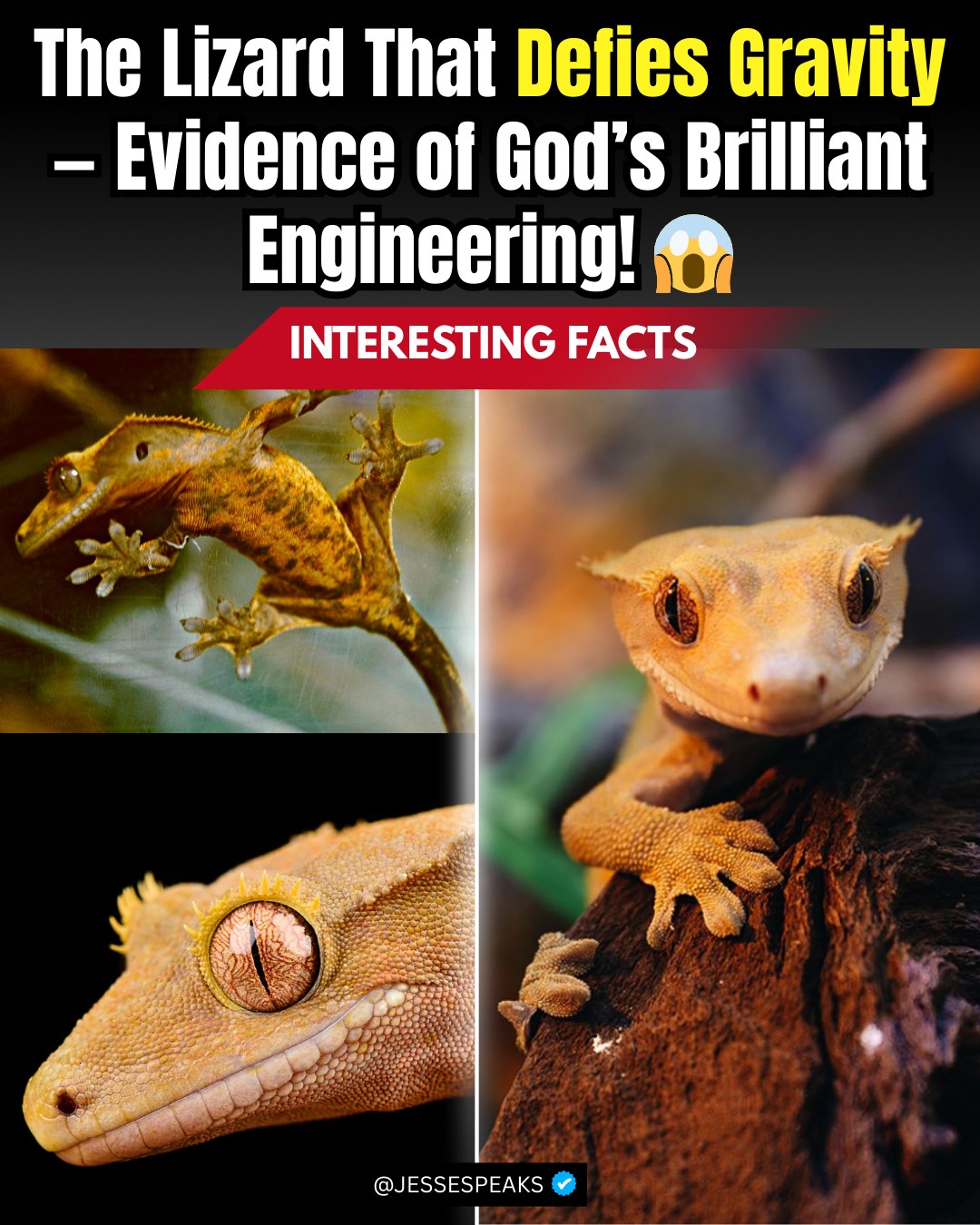 Jesse - Gecko — Nature’s Master Climber The gecko may look like a ...