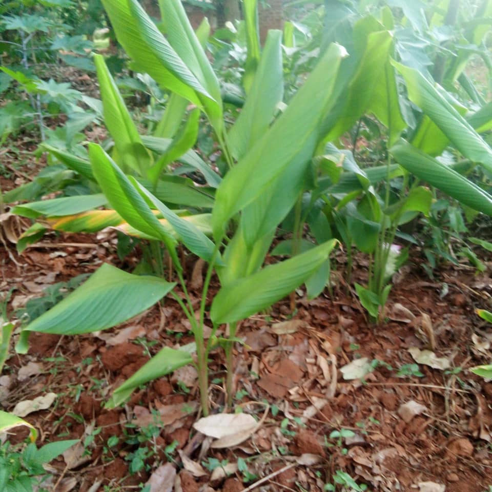 Maaka... - Maaka Orphans and Widows Associations Uganda