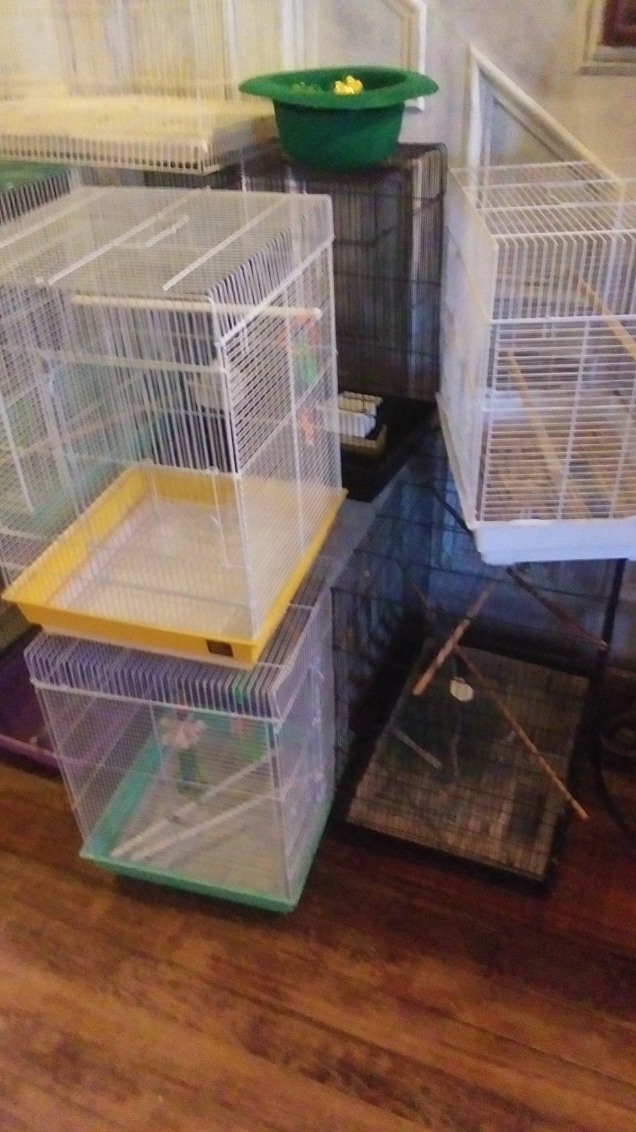 Photo inspiration: Walker S Bird Rescue Walker S Bird Rescue Sanctuary Photo Inspiration
