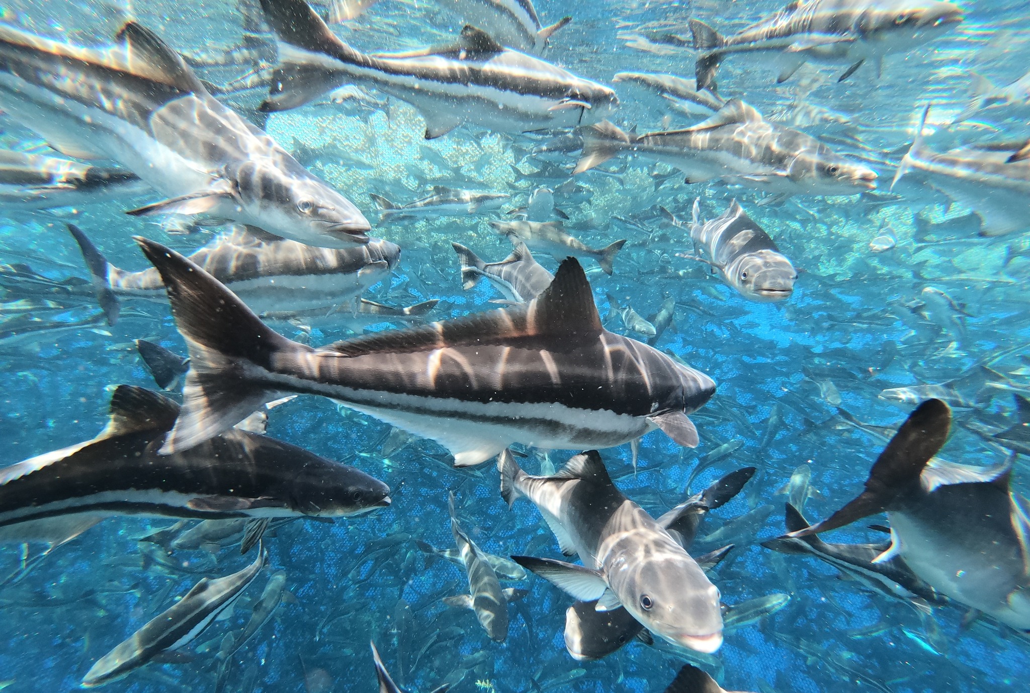 Las Cobias, criadas en el Mar... - Open Blue Cobia Panama