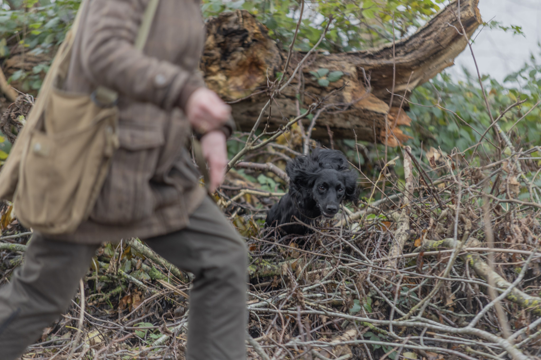 Klubben for Field Trial Spaniels