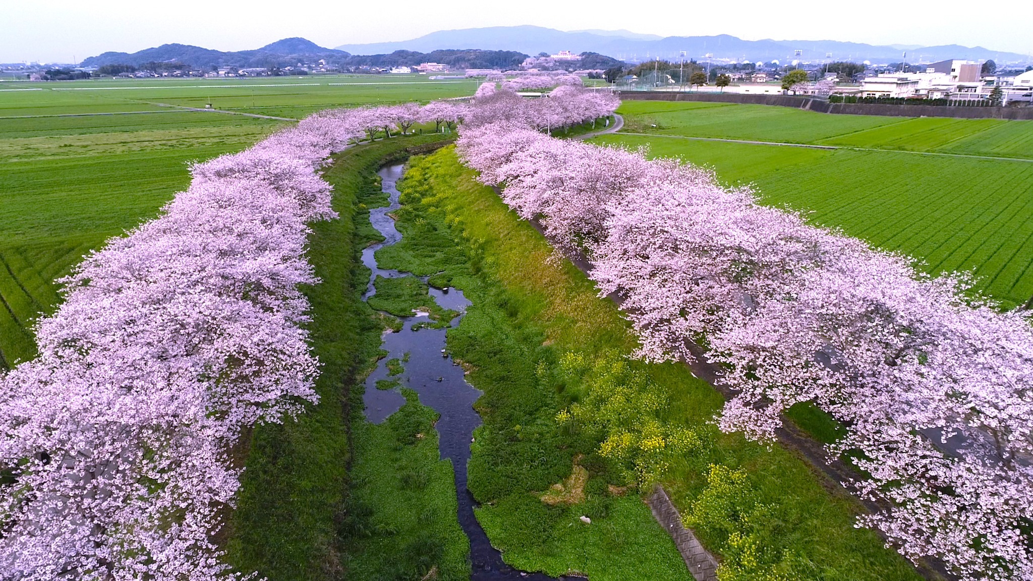草場川の桜並木2026！満開時期の渋滞と駐車場トラブル回避術を徹底解剖