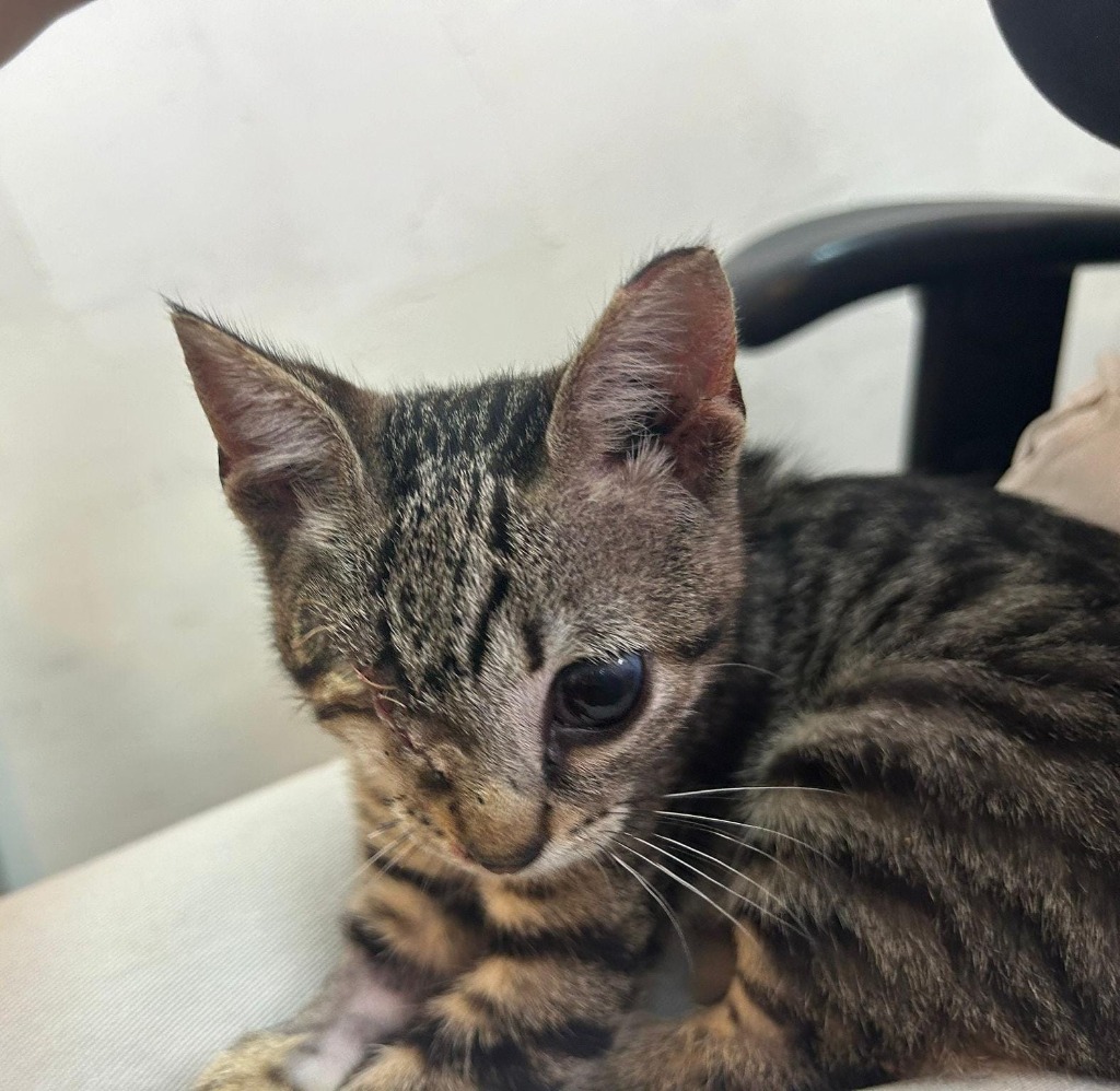 SOS Pets International