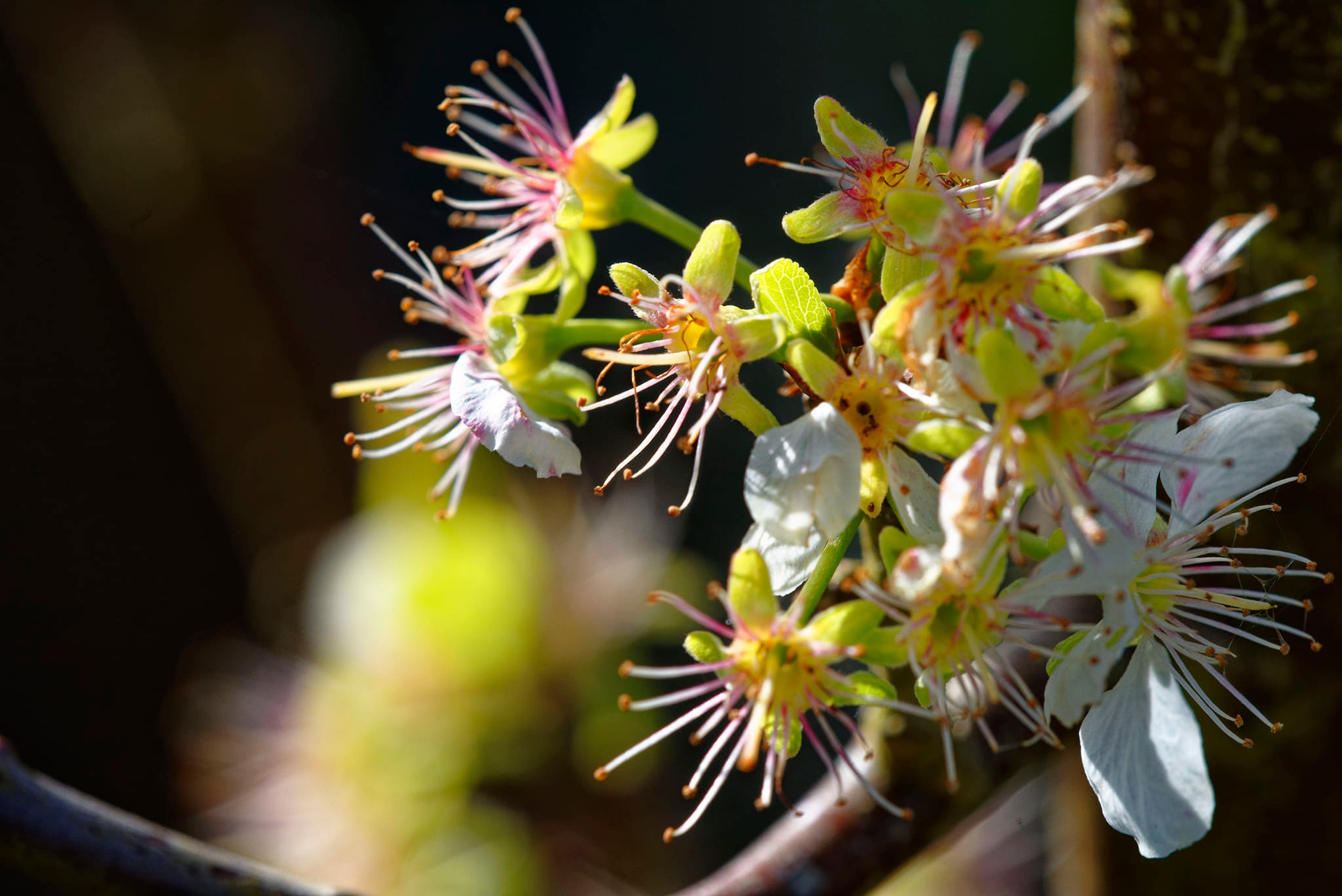 My plum a gage the wind blown all the petals off display picture 1