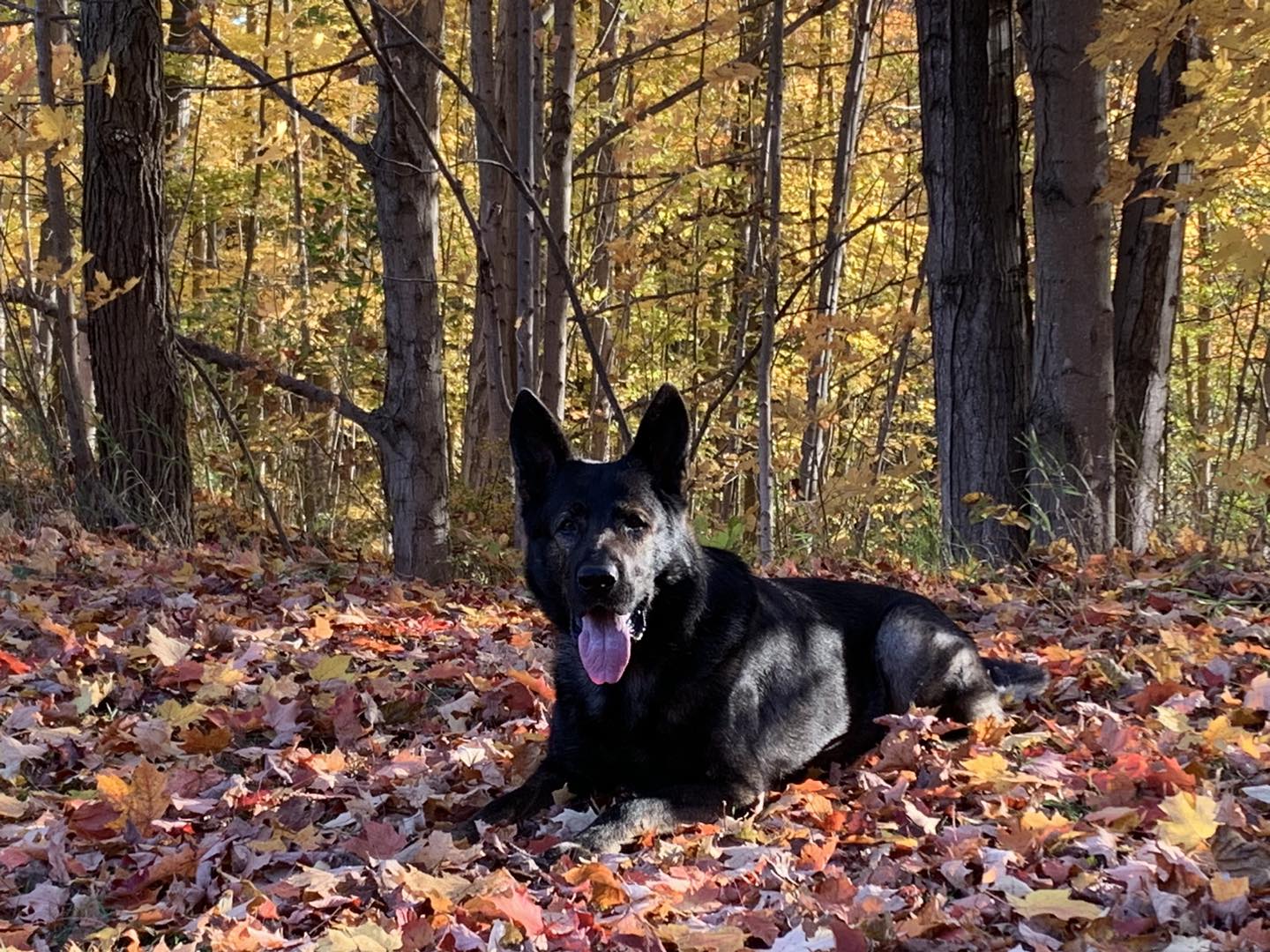 K9 DAX DOES IT AGAIN!!!... - Lake County IL Sheriff's Office | Facebook