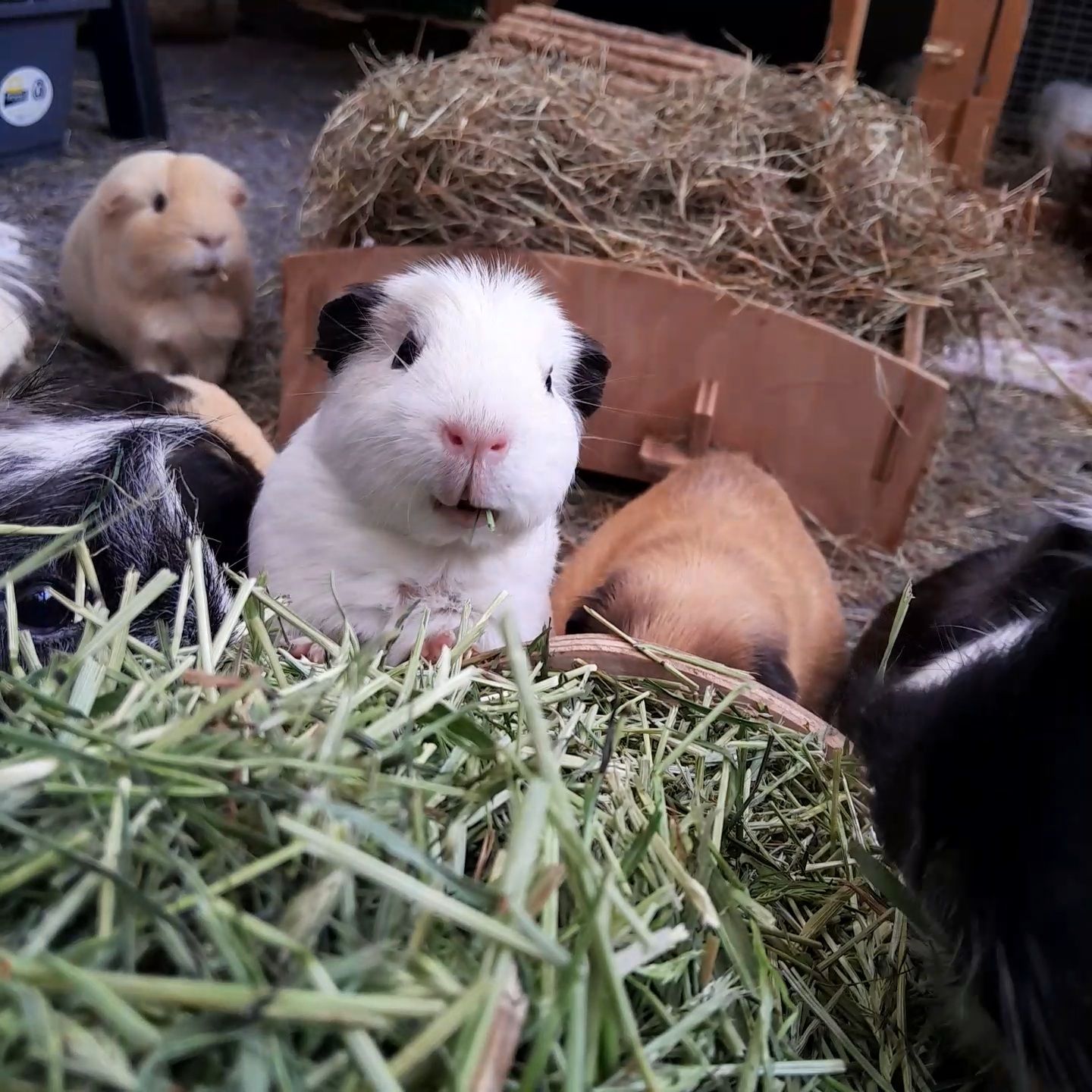 A closer look at Baby Guinea Pig Serape Recipes