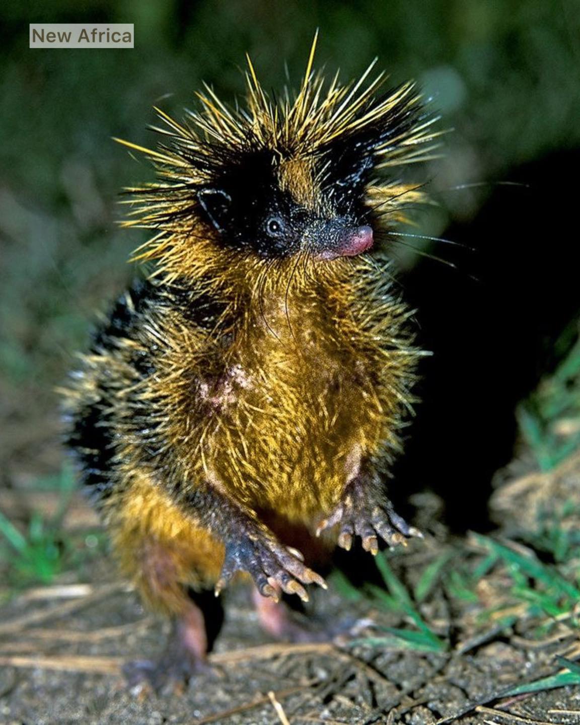 New - This small animal is a striped tenrec native to Madagascar. It ...