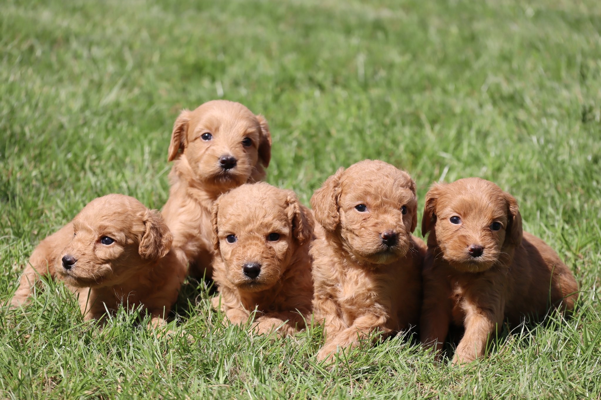 Little Balo Kennel FCI Maltipoo, Cavapoo, Labradoodle, Goldendoodle ...