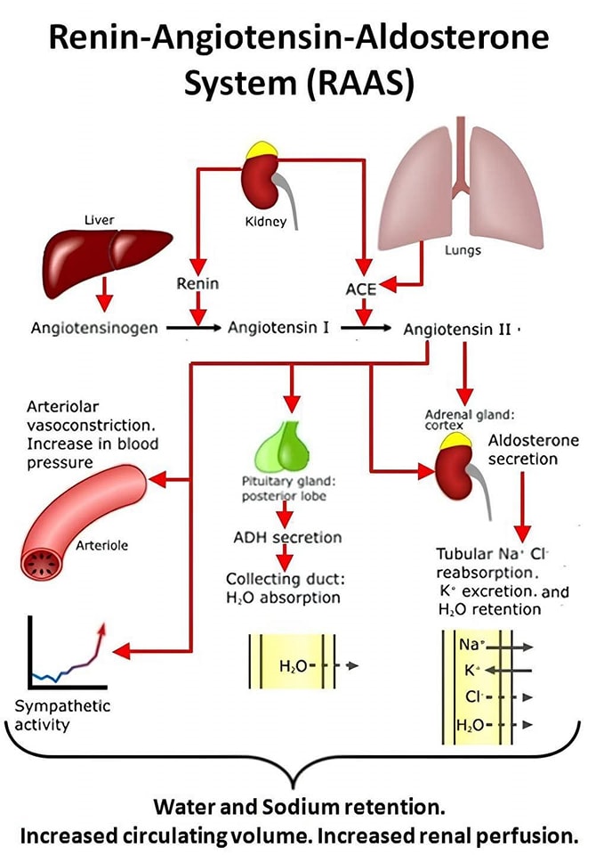Dr - The Renin-Angiotensin-Aldosterone System (RAAS), a crucial ...