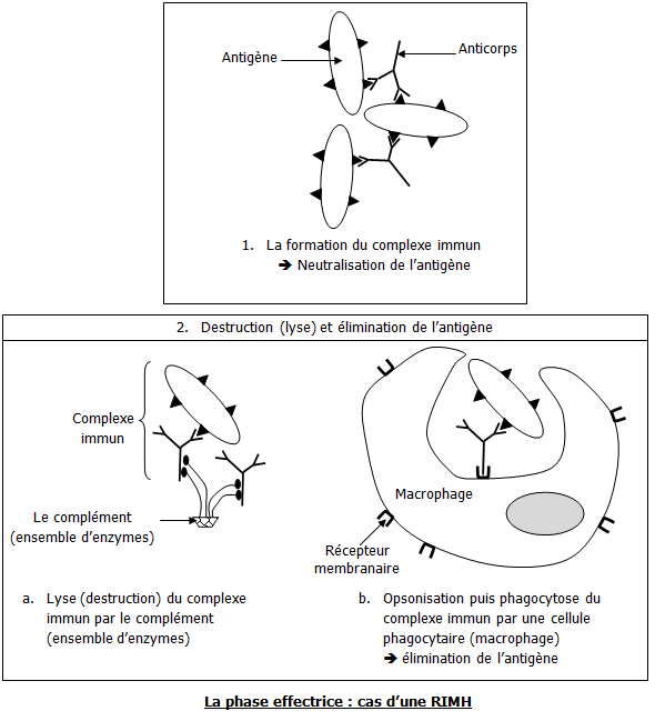 Sciences de la vie et de la terre - La phase effectrice: cas du RIMH