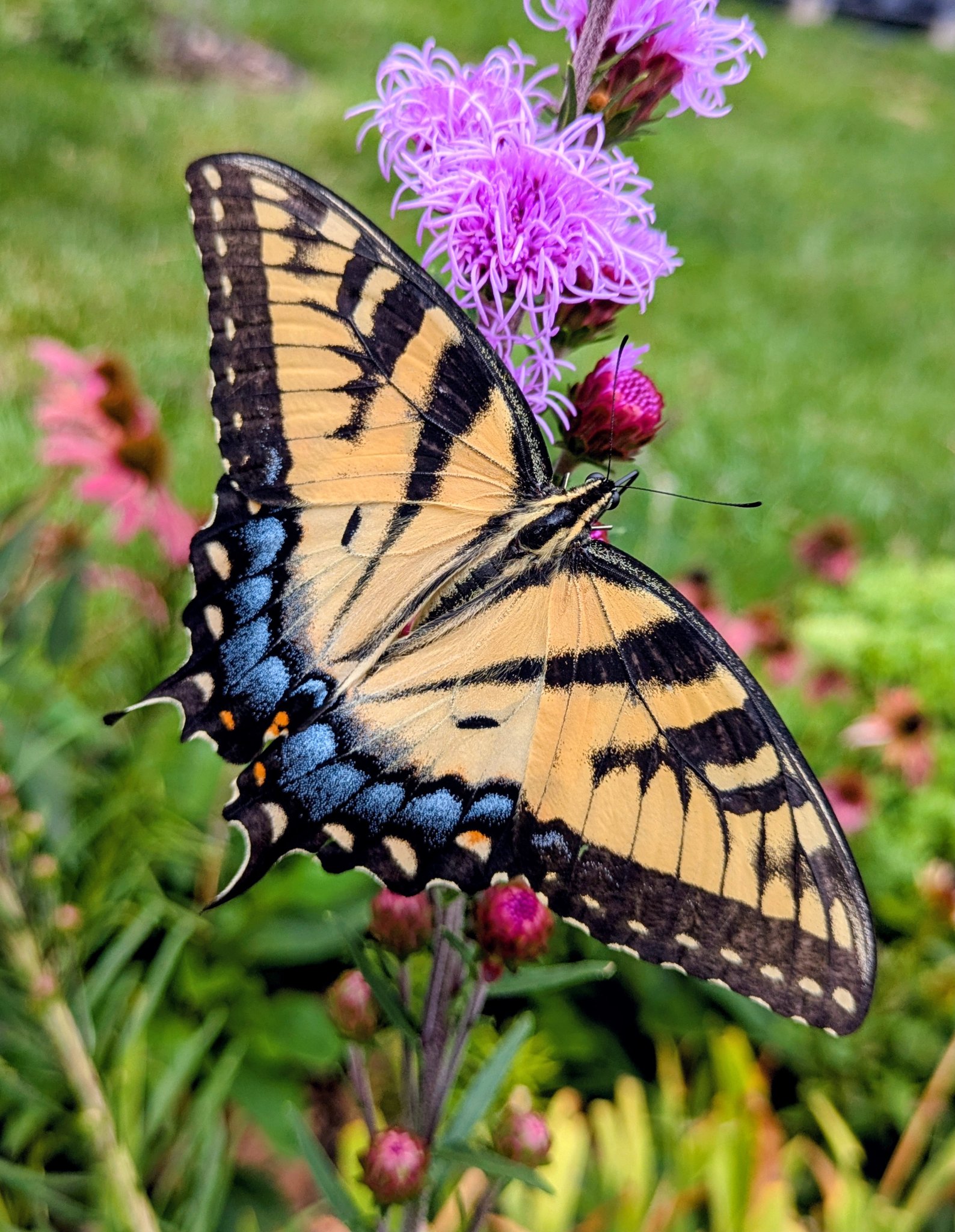Garden aspirations for the new year?