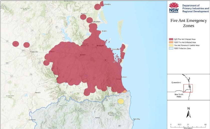 Regional - NEW FIRE ANT INFESTATION DISCOVERED AT TWEED HEADS. A new ...