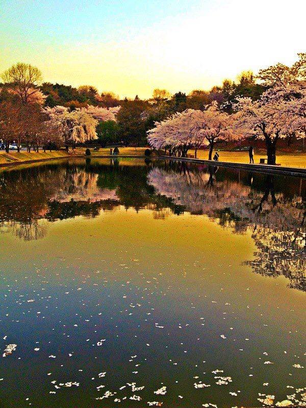 ทัวร์เกาหลี-ญี่ปุ่นราคาถูกสุด - Good bye Winter!! ต้อนรับ Spring ...