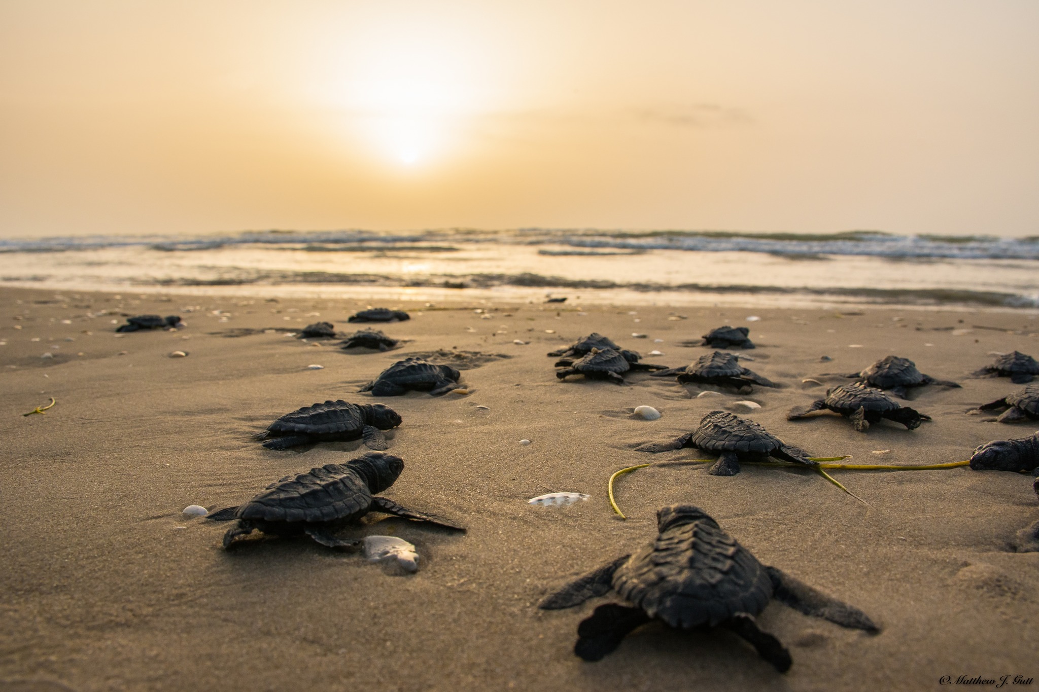 The Whites - Did you know the most rare and critically endangered sea ...