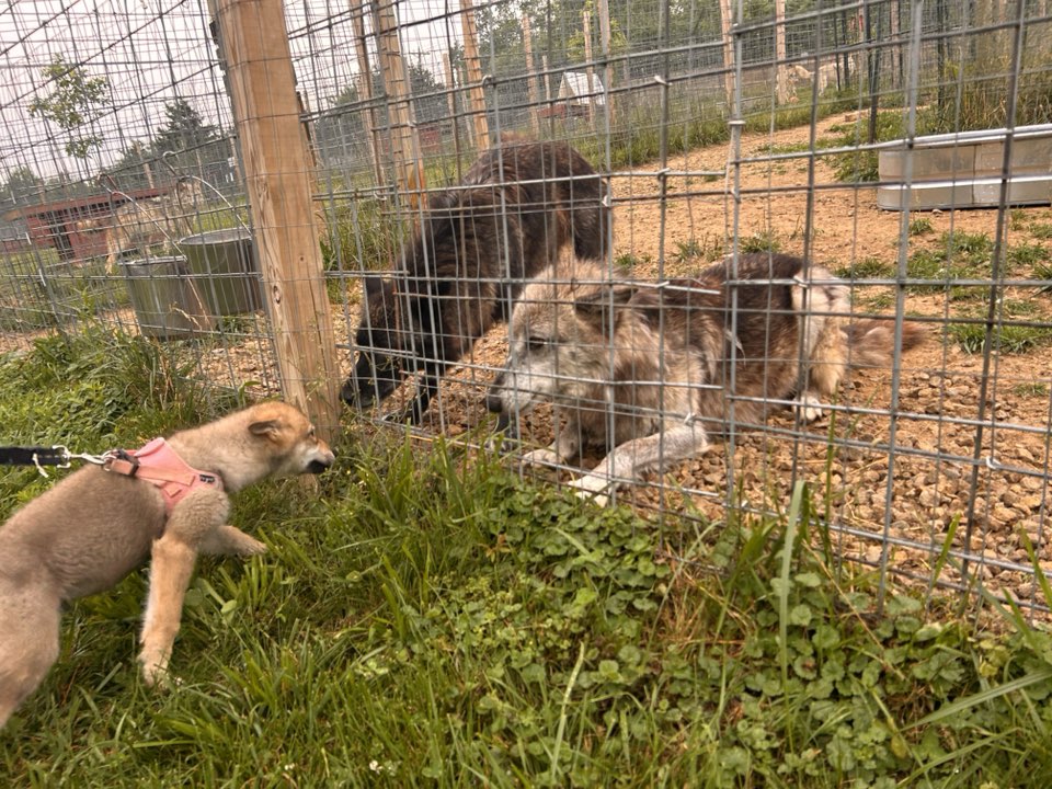Red... - Red Riding Hood Rescue Project - a wolfdog rescue