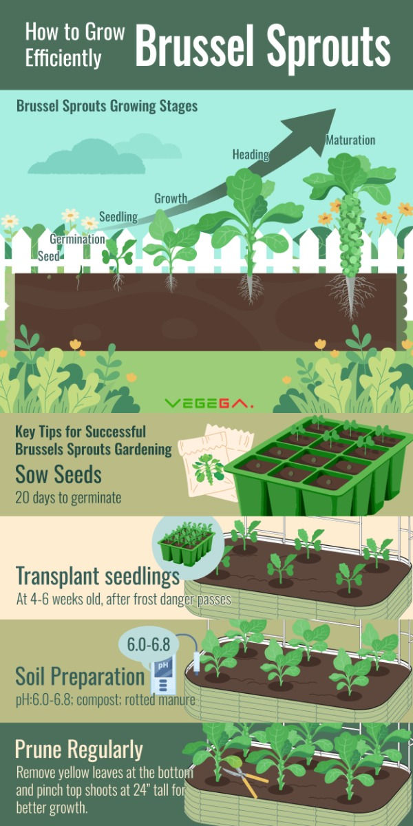 Brussel Sprouts Growing Stages Picturesnull