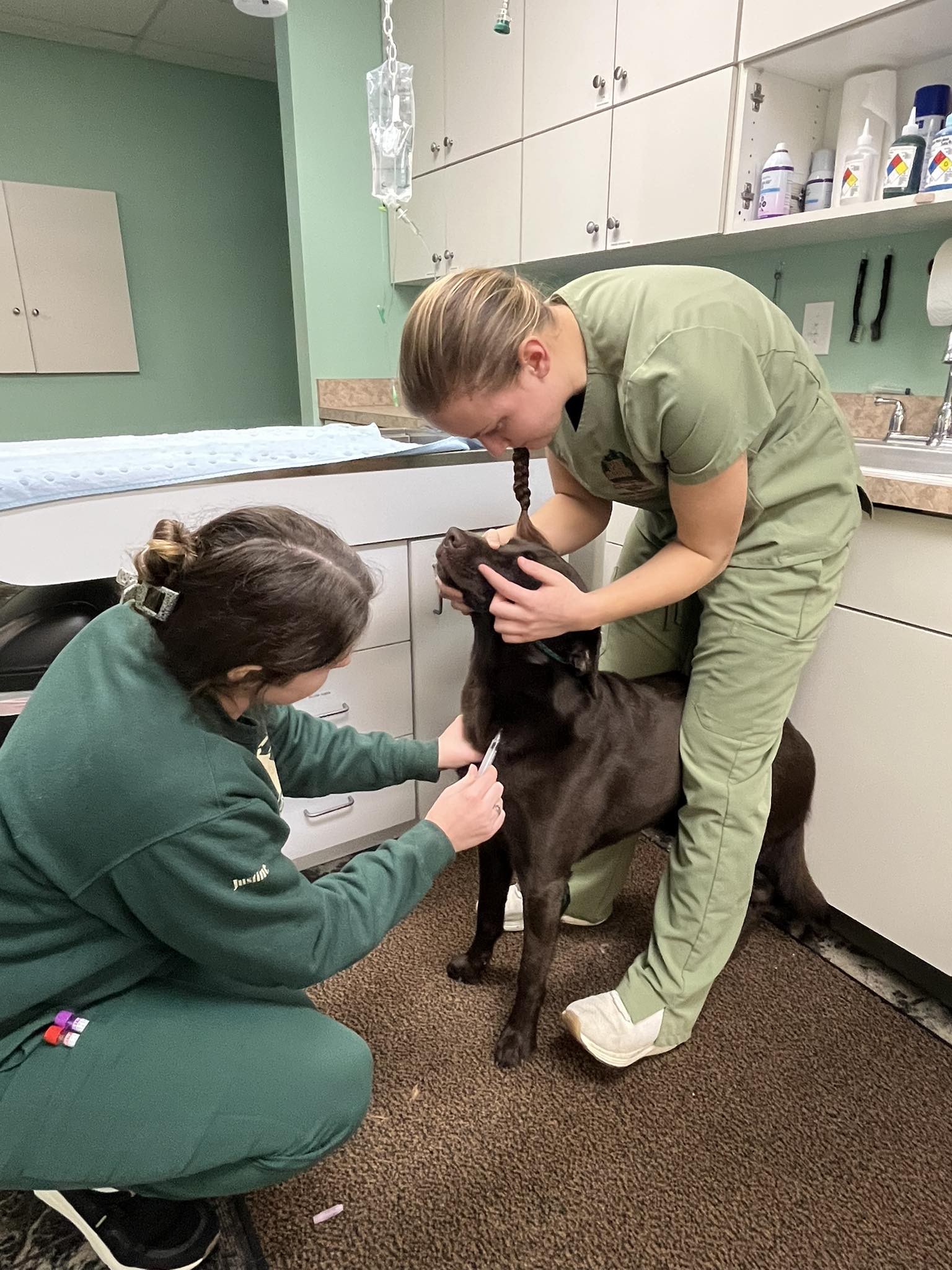 Animal - This Body Condition Score chart ranges from 1 (emaciated) to 9 ...