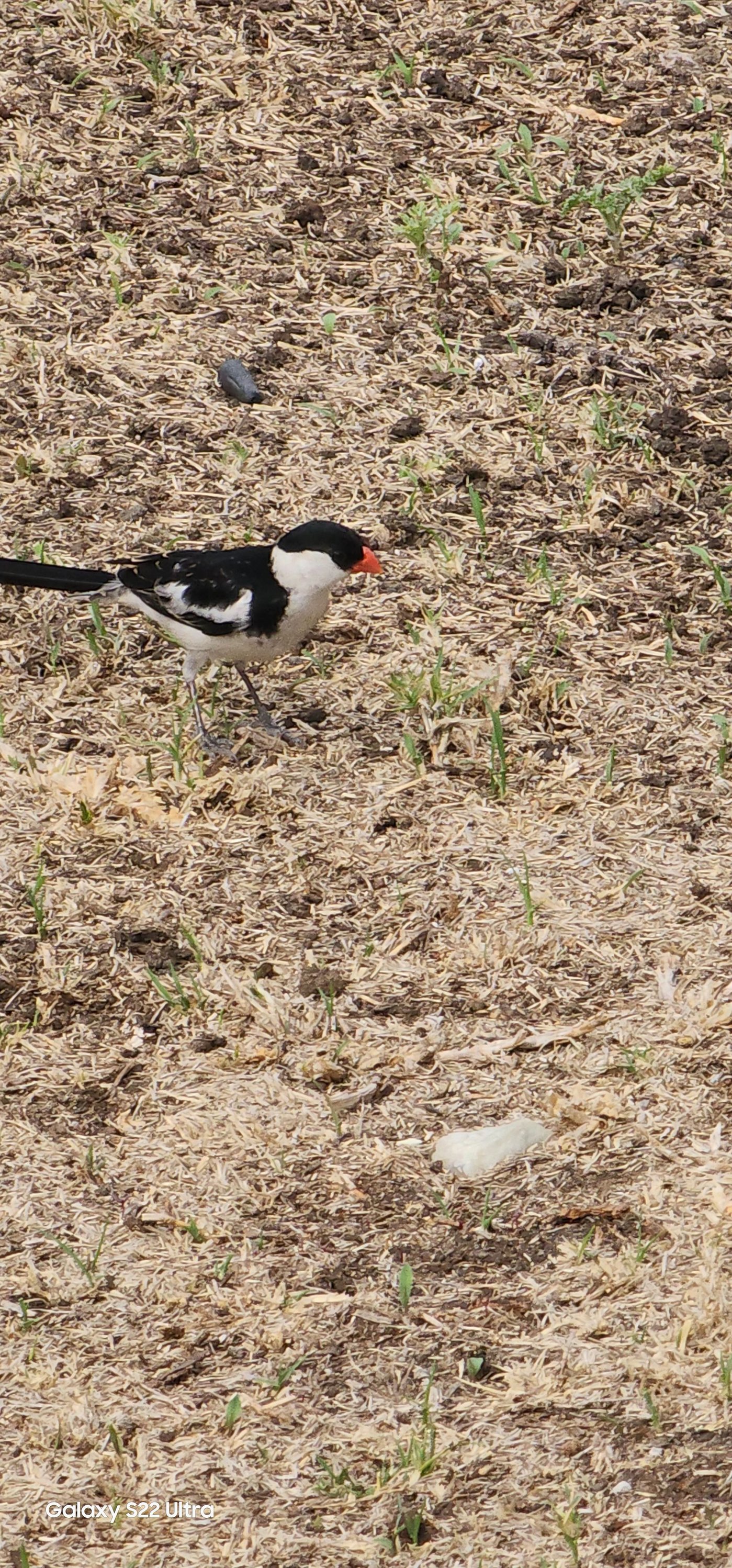 Birdlife Rustenburg | Facebook