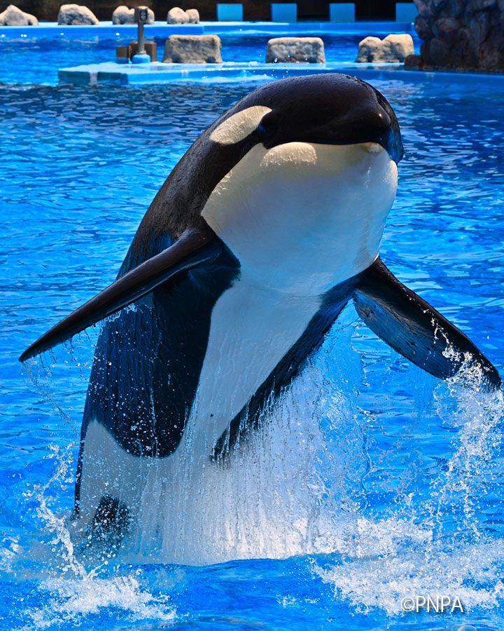 名古屋港水族館 Port Of Nagoya Public Aquarium 朝日を浴びて アースのジャンプ 名古屋港水族館 名古屋港水族馆 Portofnagoyapublicaquarium シャチ リン アース ステラ Killerwhale Facebook