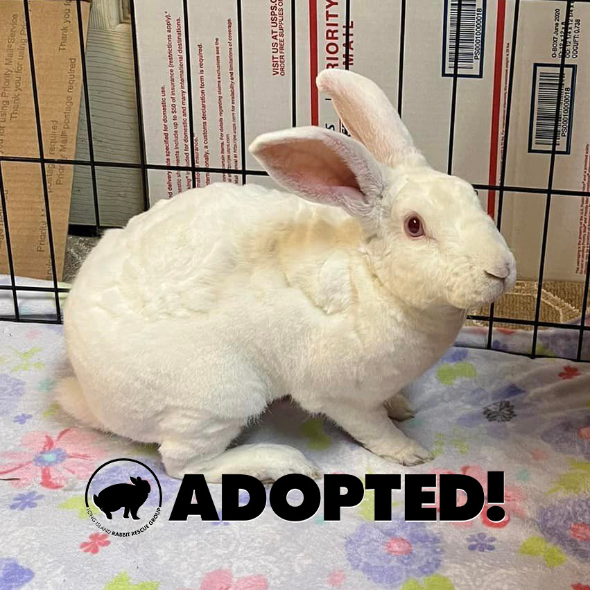 Long - Congratulations Draco! His foster family became his forever ...