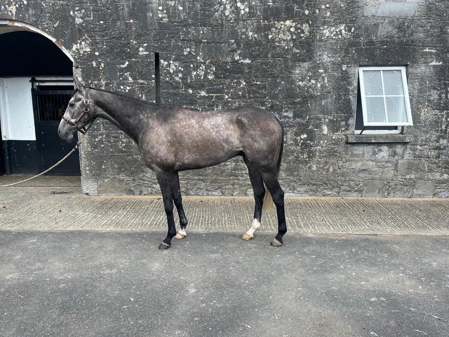 Paul - King Horse A 5yo gelding sourced from the John Costello stable ...