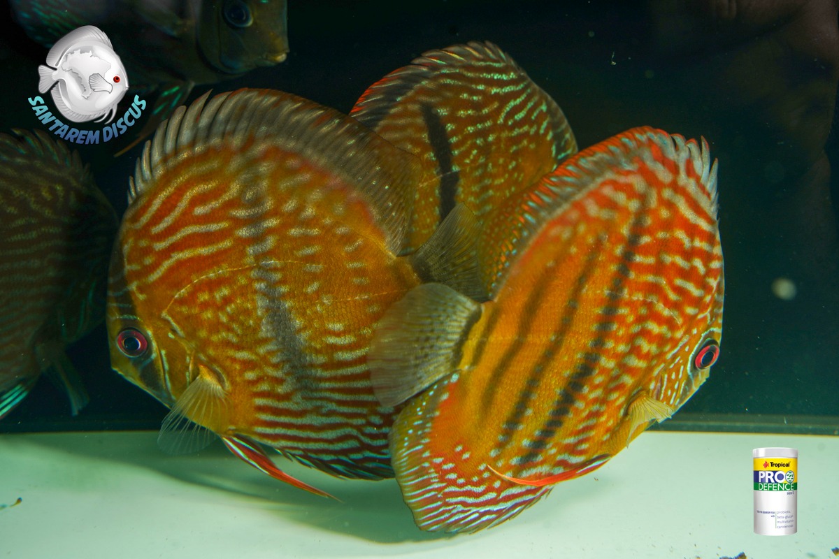 This is the rarest thing we can... - Santarem Discus Plus