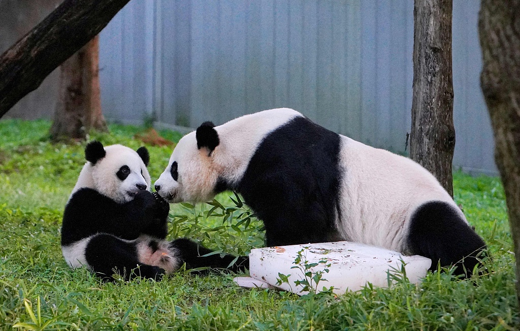 Today we said #ByeByeBeiBei as the young Giant Panda was returned