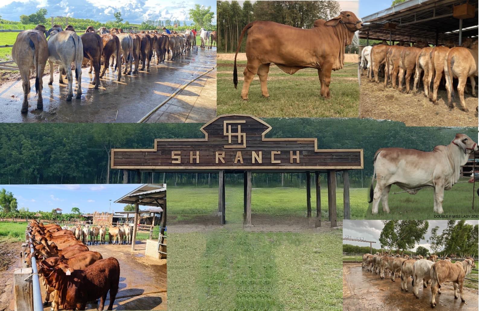 Happy Ranch - Happy Ranch added a new photo.
