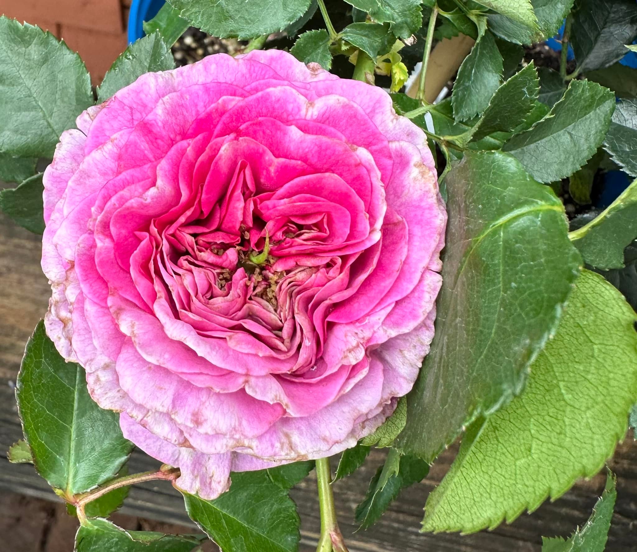 Tropical Rose Society of South Florida | Living Color Nursery has a ...