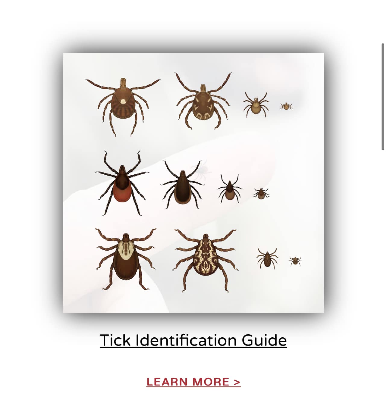 Hashir Products - Check out the Tick Identification Guide... | Facebook