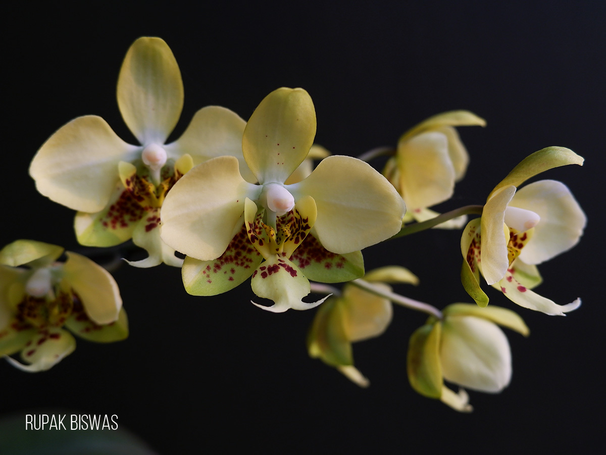 Phalaenopsis stuartiana x sib First bloom 2025 #靜靜養蘭 #我愛原生