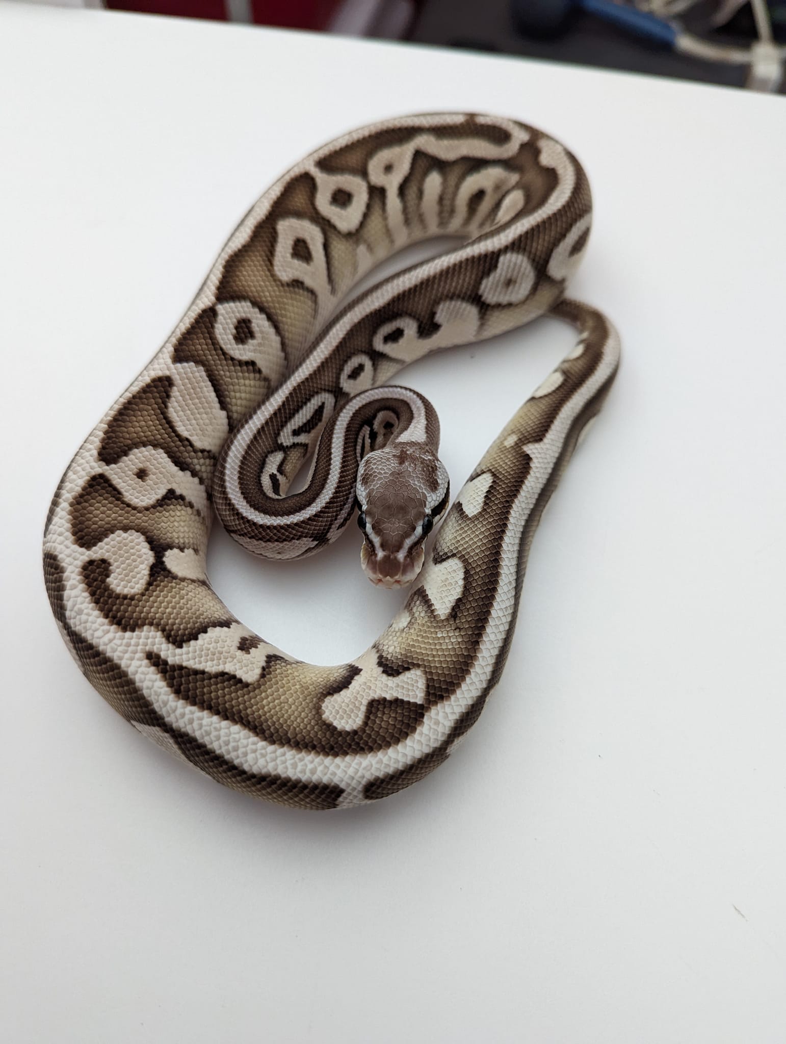 Lesser Leopard Tsk Axanthic. Love this combo in black & white