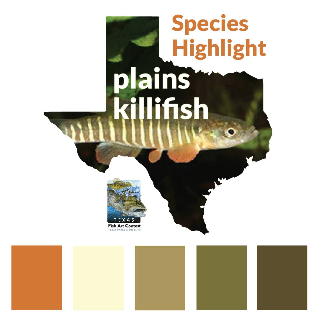 The plains killifish or Fundulus zebrinus is a perfect fall palette. It ...