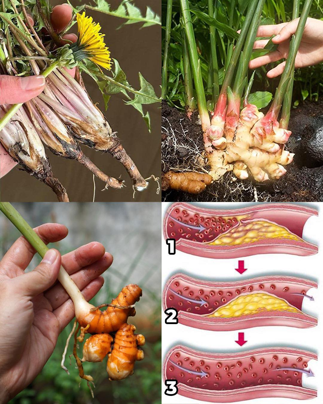 Plants - The five roots that eliminate diabetes, cancer, fatty liver ...