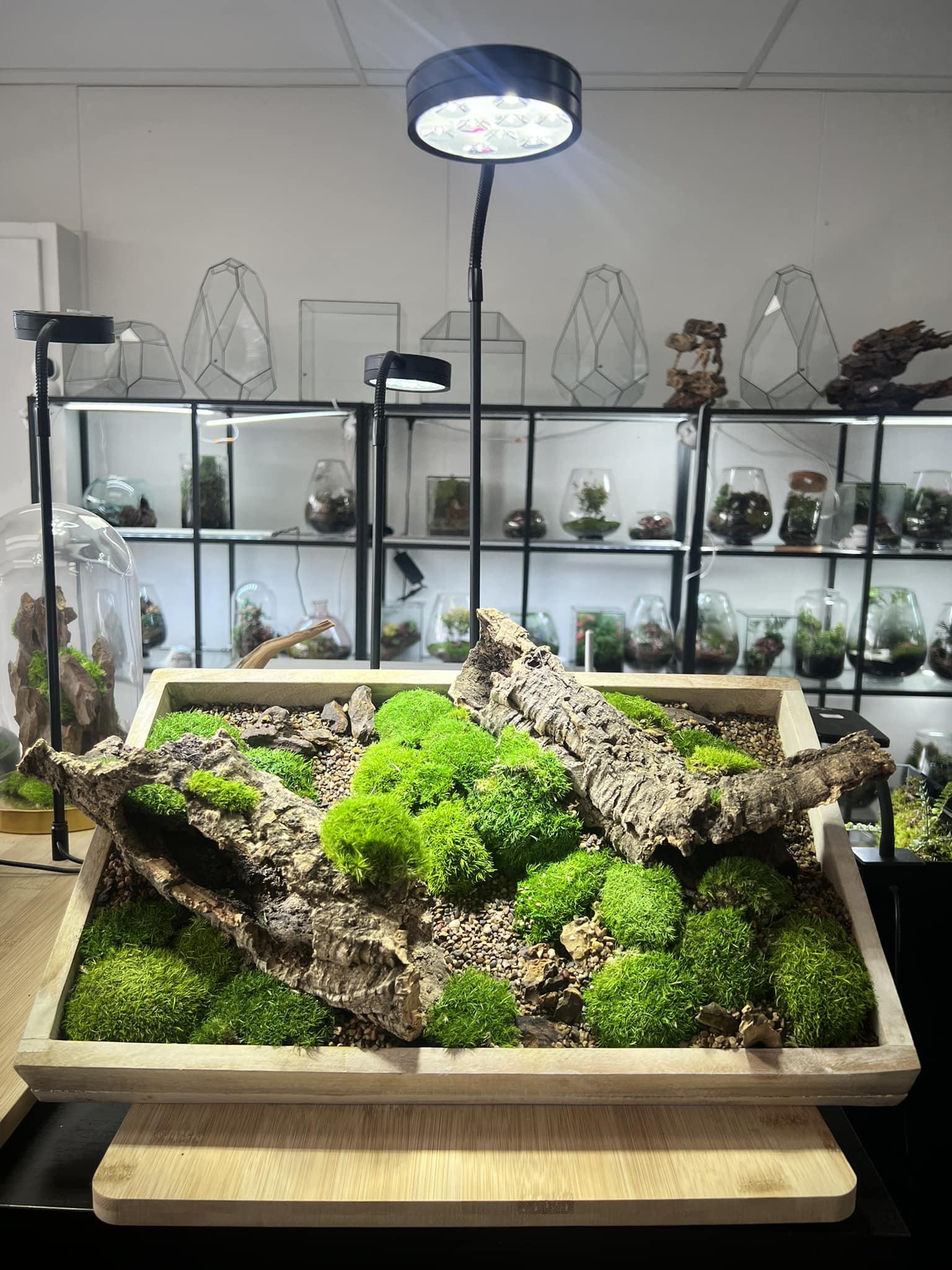 Modern-rium | Box Hill South VIC