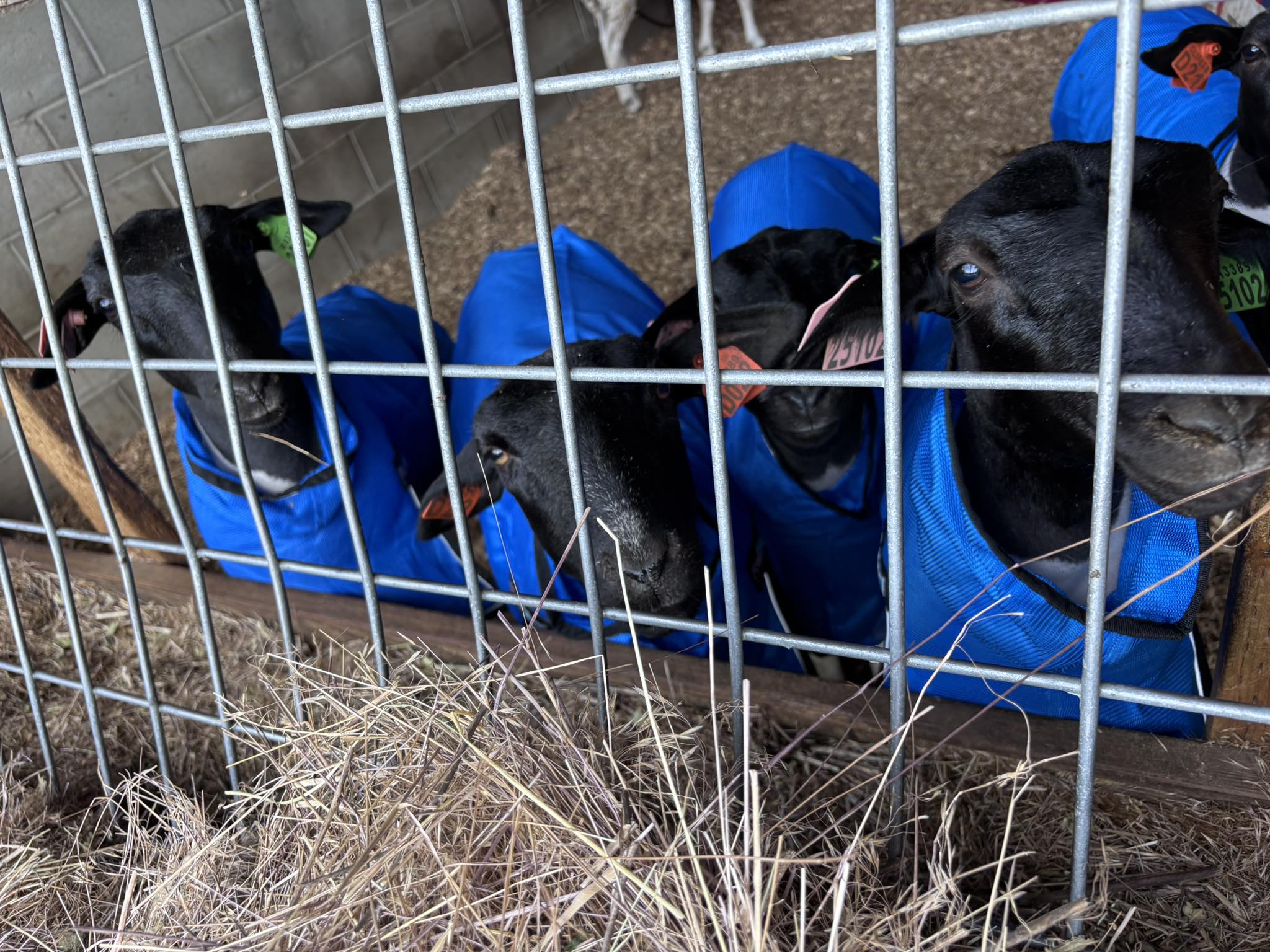 Round Butte Kunekune Ranch... - Round Butte Kunekune Ranch