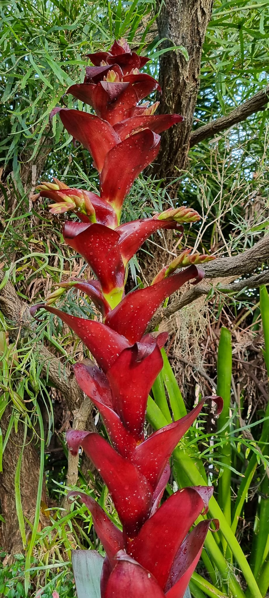 Alcantarea Sunshine is a real showstopper in my tropical gardens