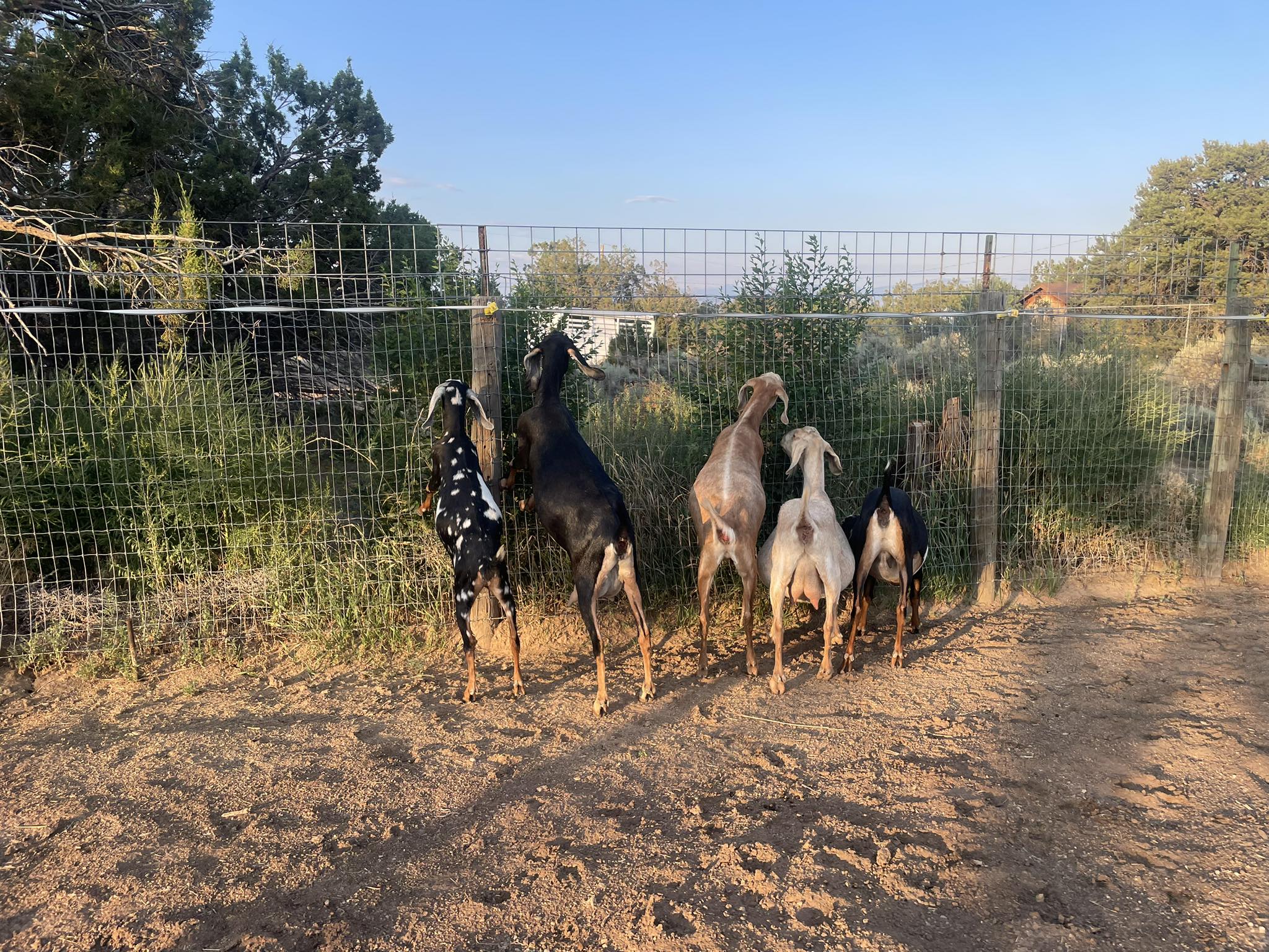 Lily’s Ridge Ranch