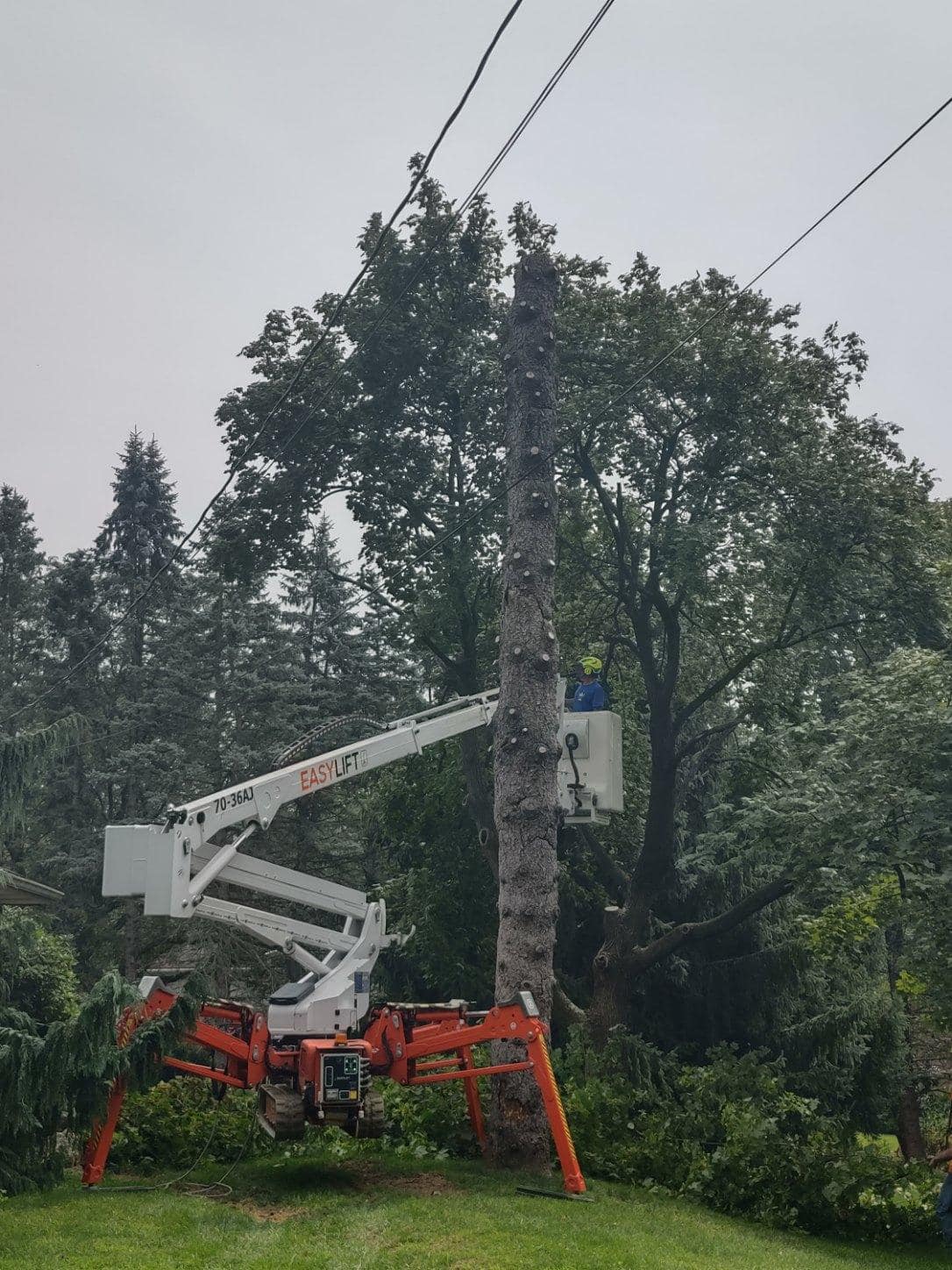 Boo's Tree & Lawn Service