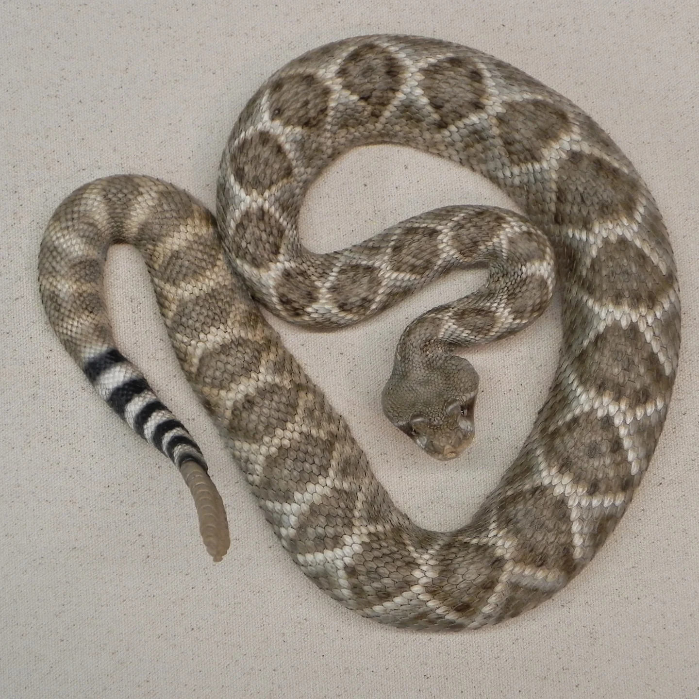 Animal Replicas - Western Diamondback rattlesnake replica.... | Facebook