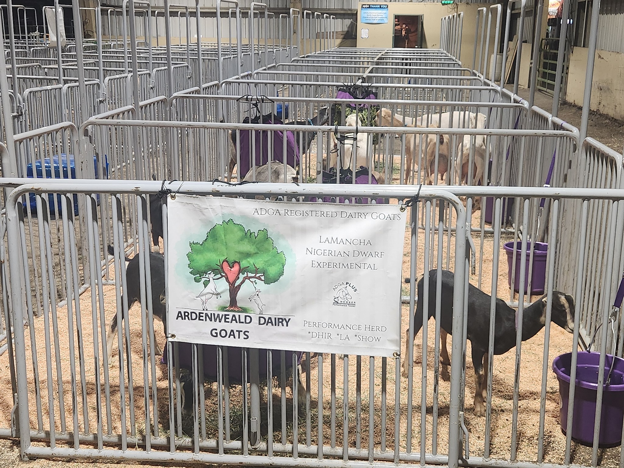 Ardenweald Dairy Goats | Cave Junction OR