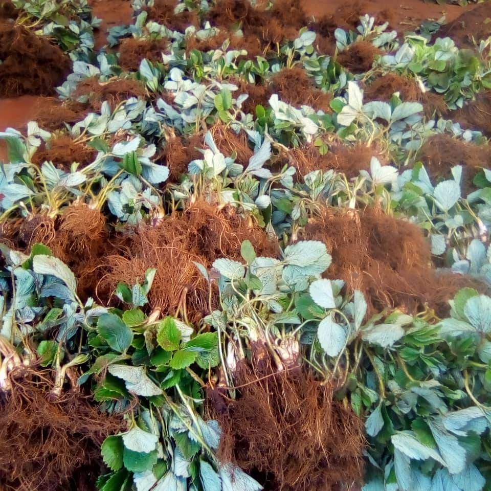 Bidhaa Za Afya Na Urembo - VIDONDA VYA TUMBO, DALILI NA TIBA YAKE ...